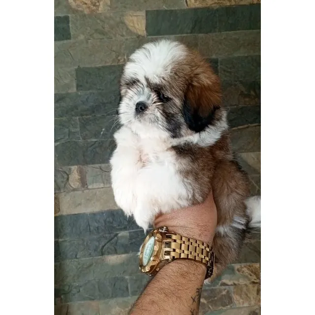 Cachorro Shitzu