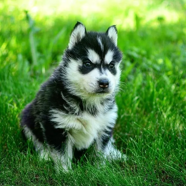Husky Lobo Siberiano Cachorros Disponibles Excelente Geneti 