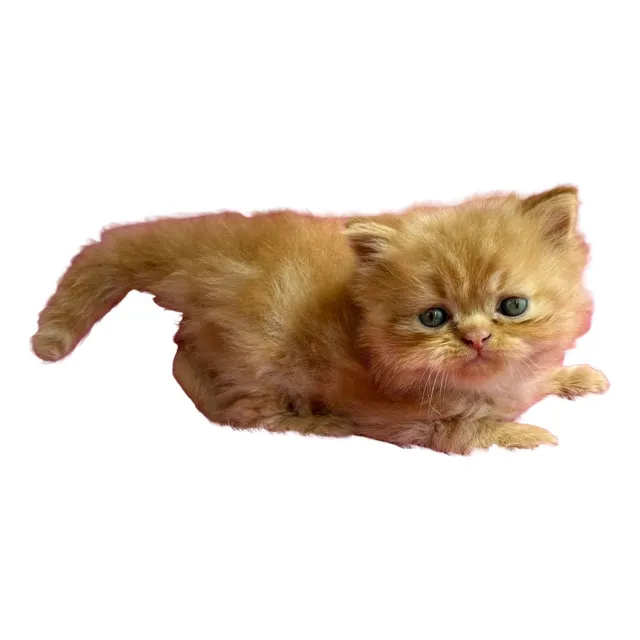 Gatitos Persa Gato Cachorro Bebé