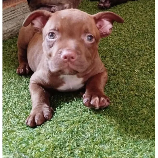 Cachorros American Pit Bull Terrier Red Nose Perros Pets Dog
