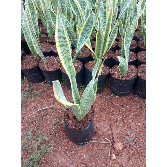 Lengua De Suegra, Espada De Bolivar, Planta Ornamental 
