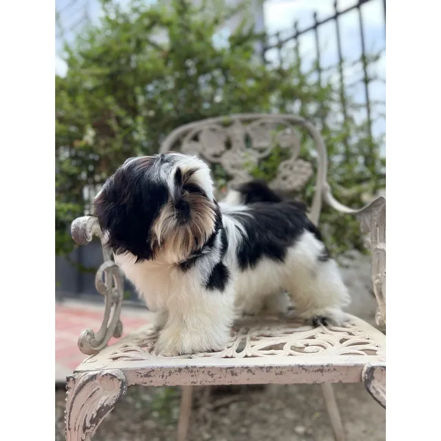 Cachorro Shih Tzu