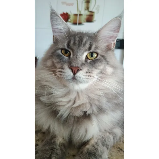 Gato Maine Coon - Macho Pelagem Variada