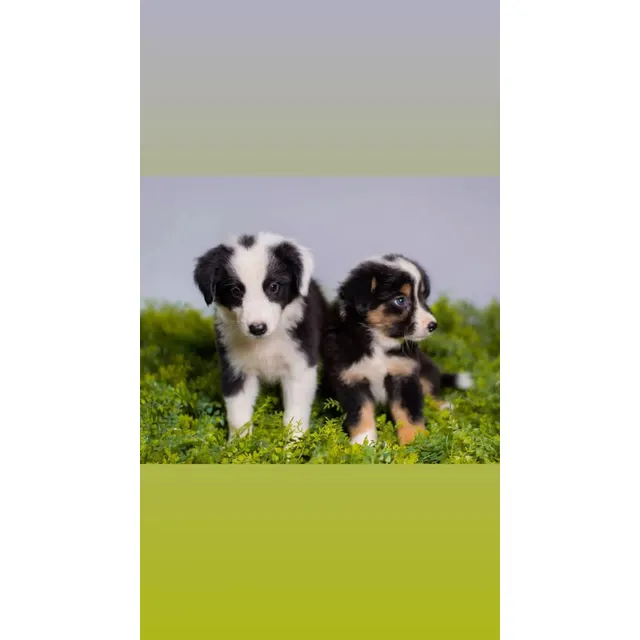 Cachorra Border Collie