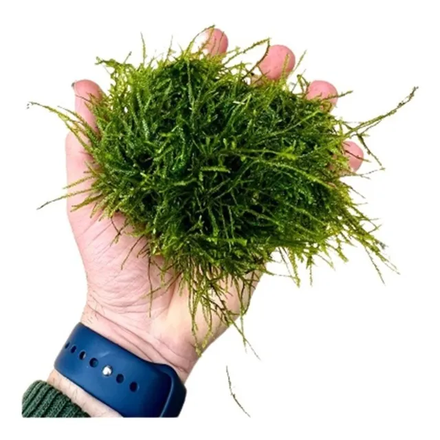Musgo De Java 30g Brinde 3 Mudas De Sagittaria Subulata