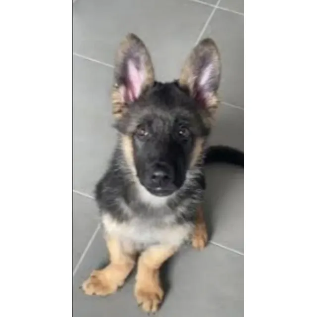 Cachorro Pastor Aleman