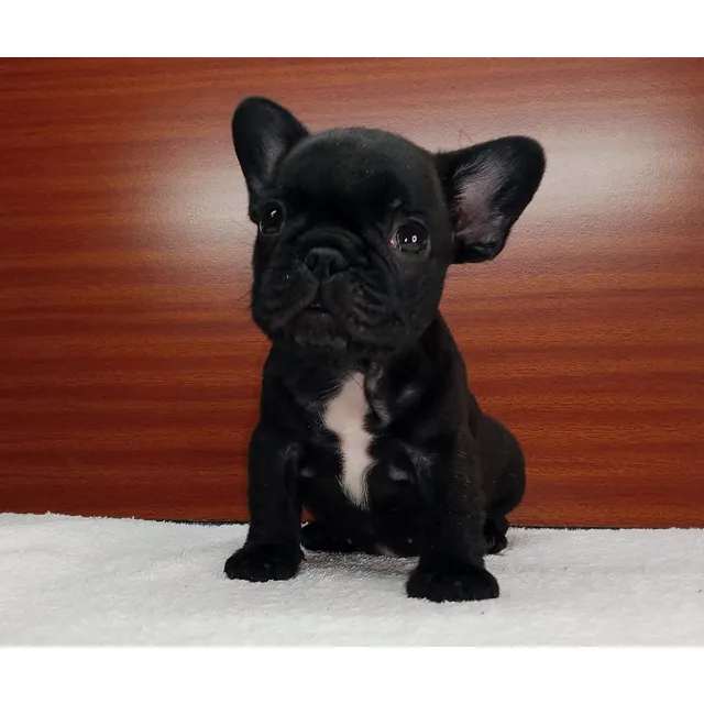 Cachorros Francés Con Pedigri