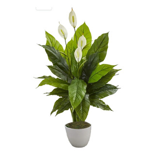 Planta Artificial Cuna De Moisés Planta Artificial Cuna De Moisés