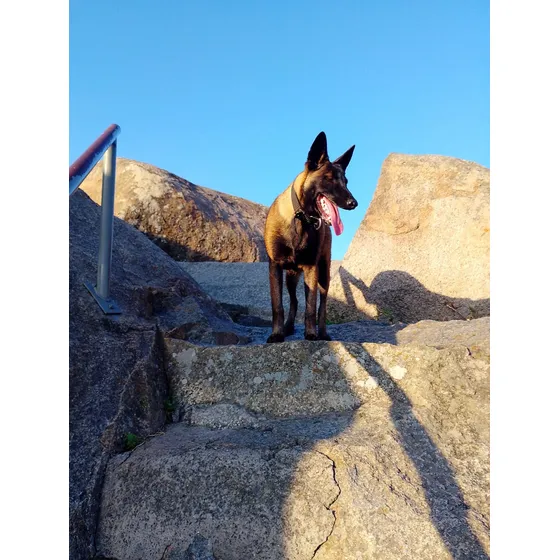 Cachorro Malinois Con Pedigree