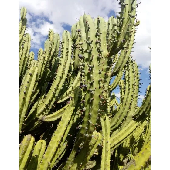 Garambullo, Myrtillocactus Geometrizans, 30 Semillas, Mp