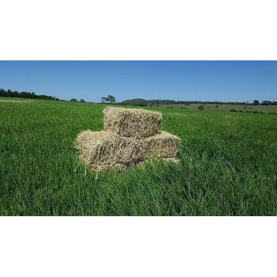 20kg Semente Capim Myagem  Para Feno Forragem