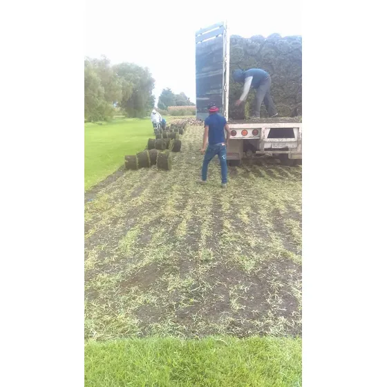 Venta De Pasto Natural Tipo Alfombra