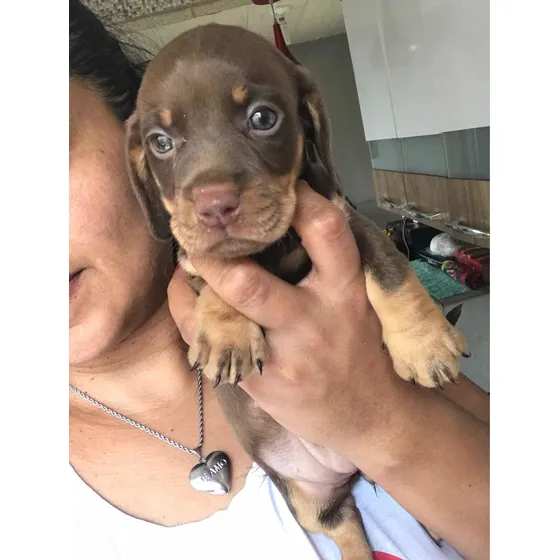 Basset Teckel - Dachshund Pronta Entrega