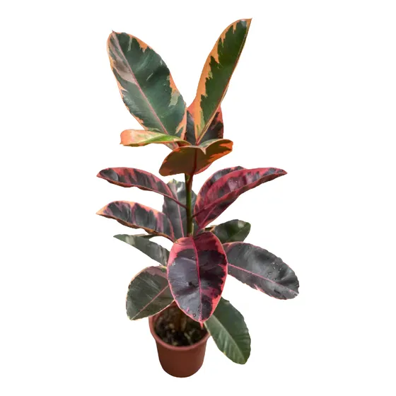 Ficus Elástica Ruby Exotica P17