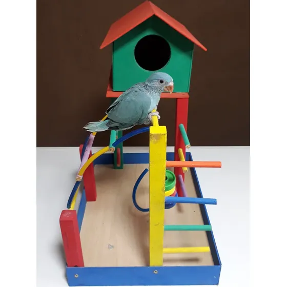 Filhote Ring Neck Pet Mansinho Azul - Só Rj