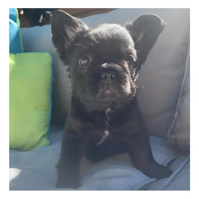 Venta Bulldog Frances Fluffy Peludo Medellin Cali Bogota