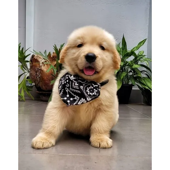 Filhote De Golden Retriever Legítimos