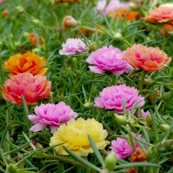 40 Semillas De Portulaca Doble Mix - Flor Premium