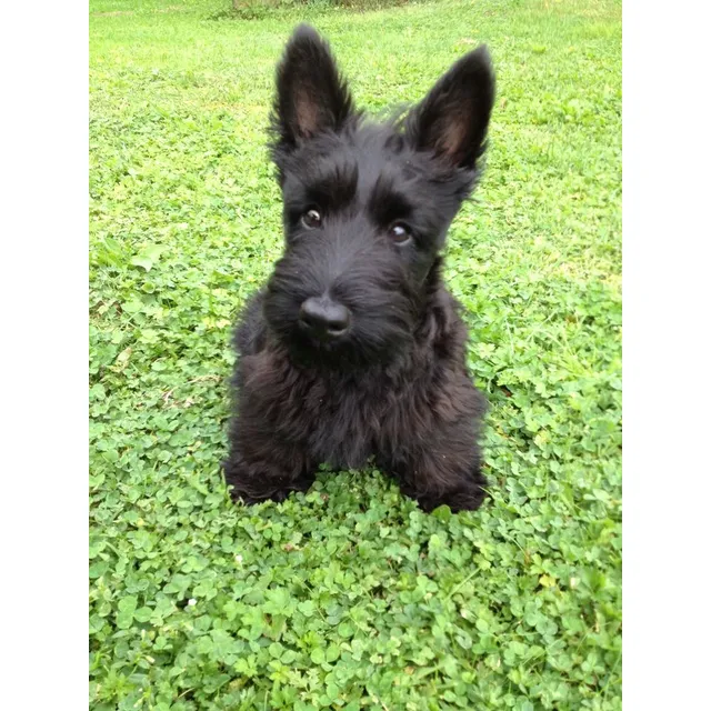 Cachorros Terrier Escocés Perros Scottish Terrier Medellin