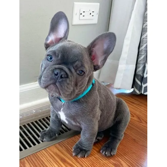 Bulldog Frances