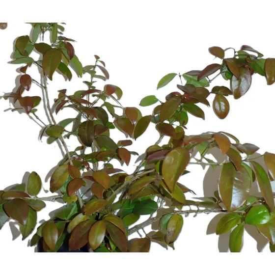 Ñangapiri (eugenia Uniflora)