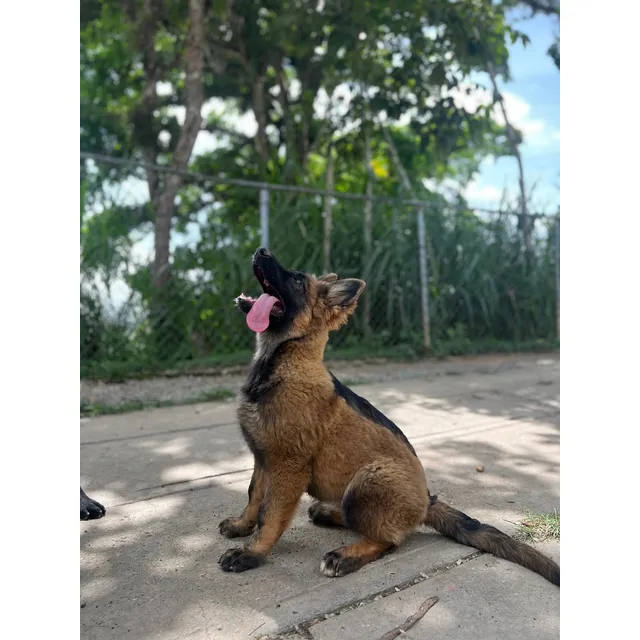 Pastor Alemán Color Sable Con Excelente Pedigree