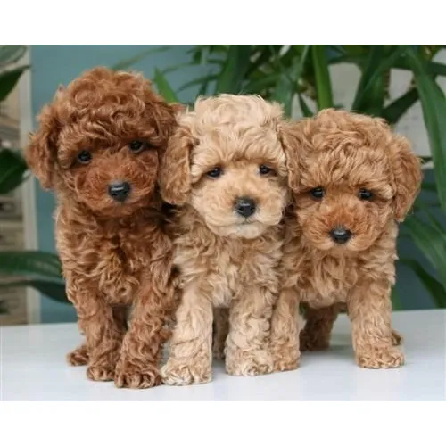 Caniche Mini Y Micro Toy
