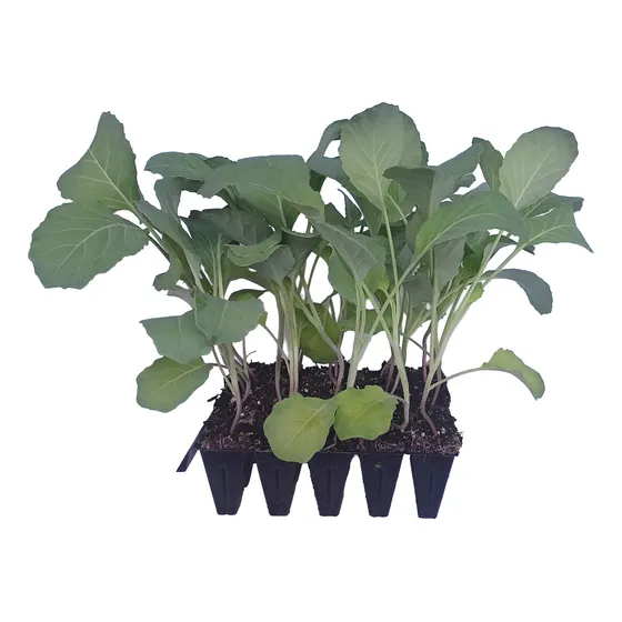 Kit Viriti 50 Mudas Folhosas E Flores - Adubo Calcário