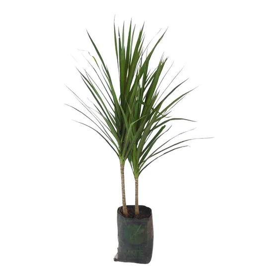 Marginata #1