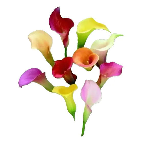 Copo De Leite/calla Colorida/zantedeschia Aethiopica 1 Muda