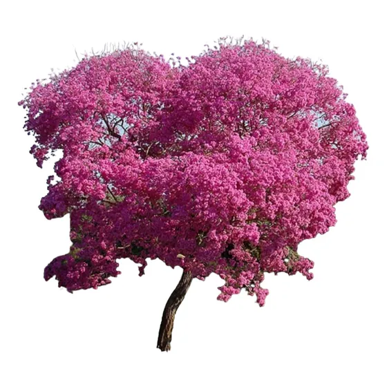 Arbol De Lapacho Rosado 2 Metros De Altura. Envios