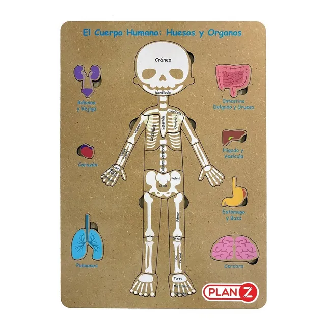 Juego Didáctico De Encastre Material Madera Resistente Cuerpo Humano Esqueleto Infantil Niño Color Huesos y Órganos Esrimulacion Y Aprendizaje Temprano Diversión Segura Marca Plan Z Educación Lúdica