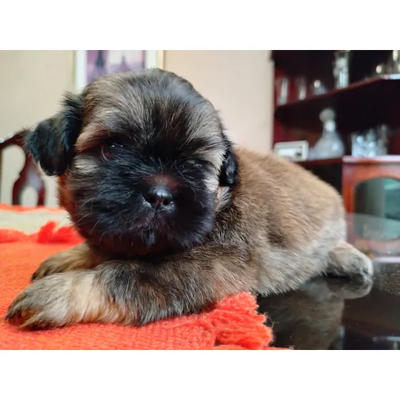Shih Tzu Hembra De Pelaje Largo, Preciosos Padre Miniatura