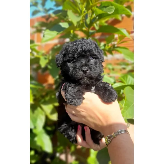 Caniche Mini Hembra