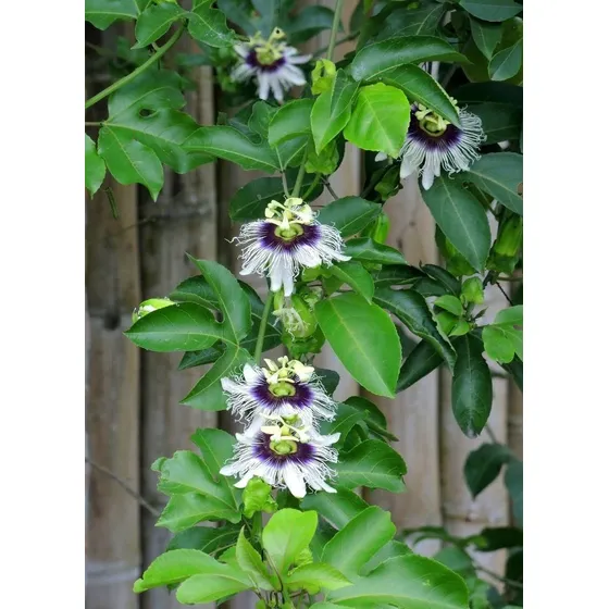 Passifloras Pasiflora Pack 30 Semillas Planta Medicinal