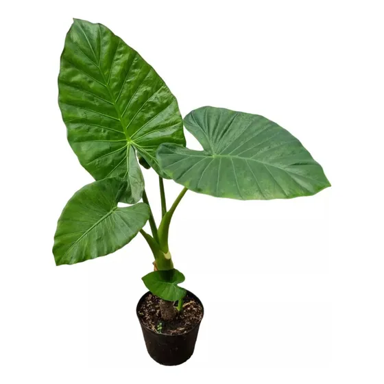 Planta Alocacia U Oreja De Elefante 