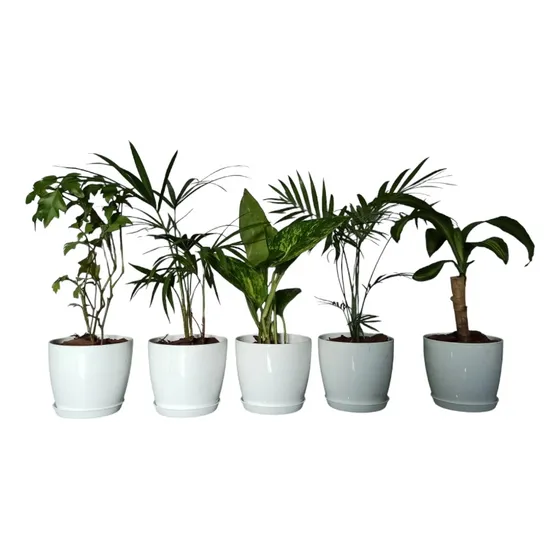 Plantas De Interior Mini Combos Con Maceta X 5 Uní. 
