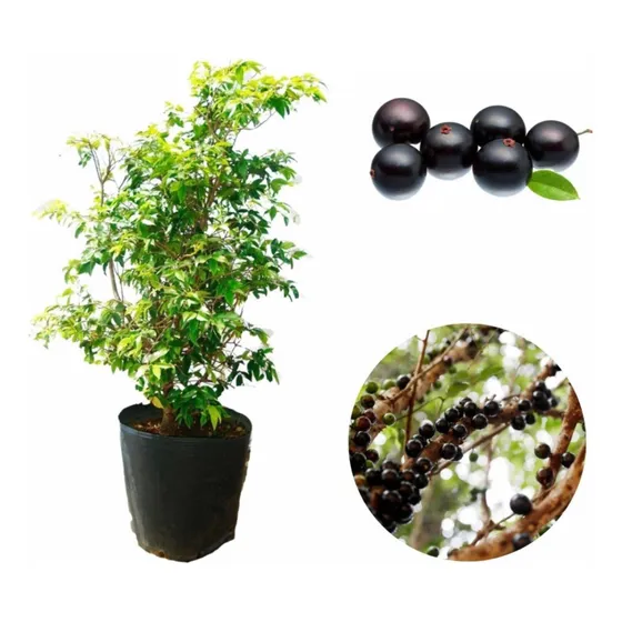 Muda De Jabuticabeira Híbrida (jabuticaba) Doce Produzindo