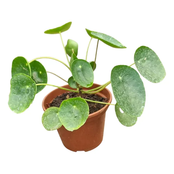 Planta Pilea 