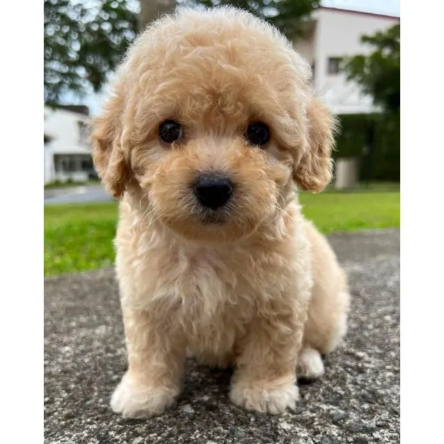 Cachorros French Mini 160$