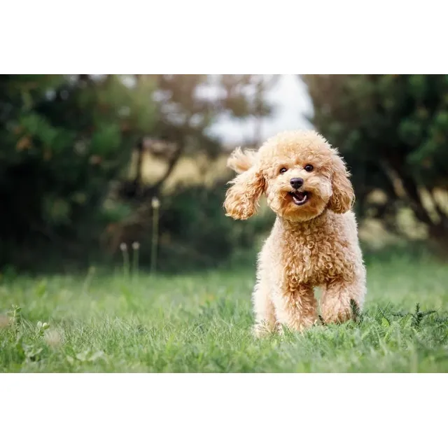 Cachorro Mini Toy Perros Caniche Toy Cachorrito Mini Toy Dog