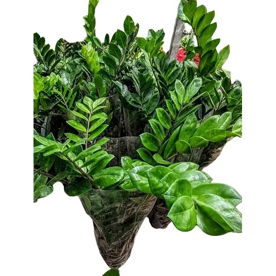 Zamioculca Zamiifolia - Planta De Interior - Maceta 3 Lts