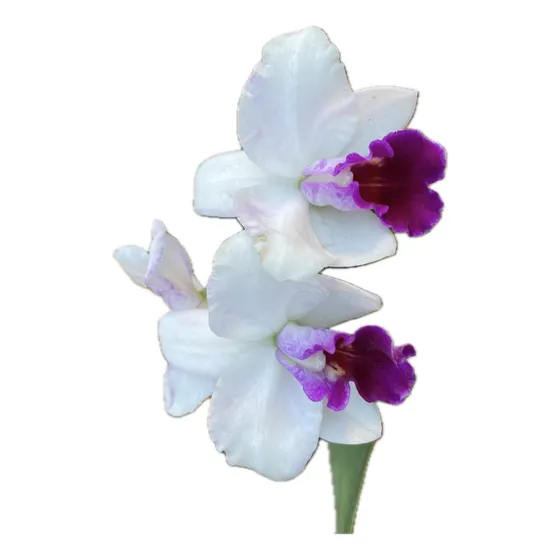 Mini Cattleya