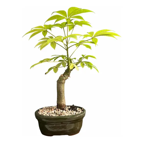 Bonsai Planta Palo Borracho Maceta Ceramica Esmaltada N3
