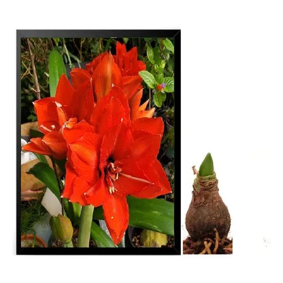 02 Bulbos De Flores | Amarílis Amaryllis Dobrada Celica Plus