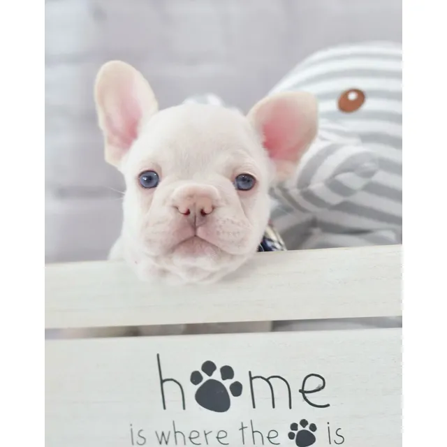 Hermoso Bulldog Frances Blanco Cachorro Macho 