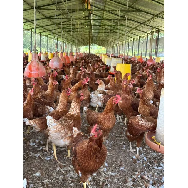 Pollonas Hy Line Brown De 20sem (vacunas Y Alimentación)