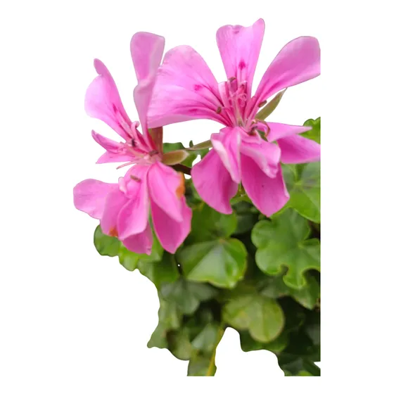 Planta Geranio Hiedra