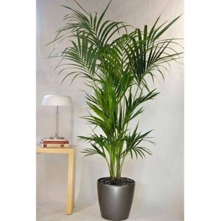 Palmera Areca Artificial En Tacto Y Apariencia Natural. Palmera Areca Artificial En Tacto Y Apariencia Natural.