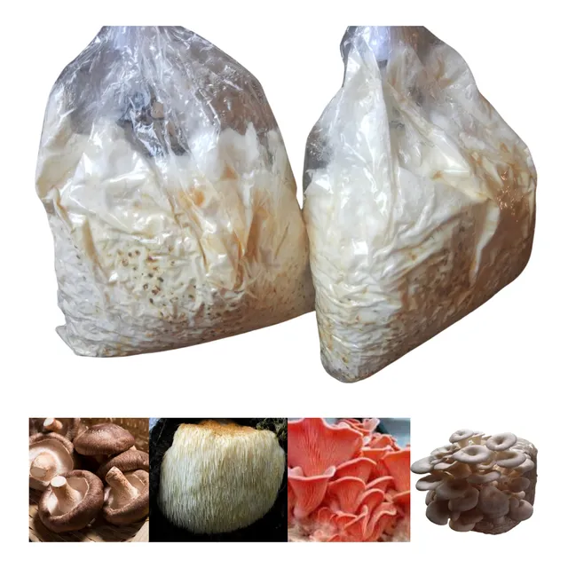 Semente De Cogumelo (shimeji, Salmão, Juba De Leão) Micélio